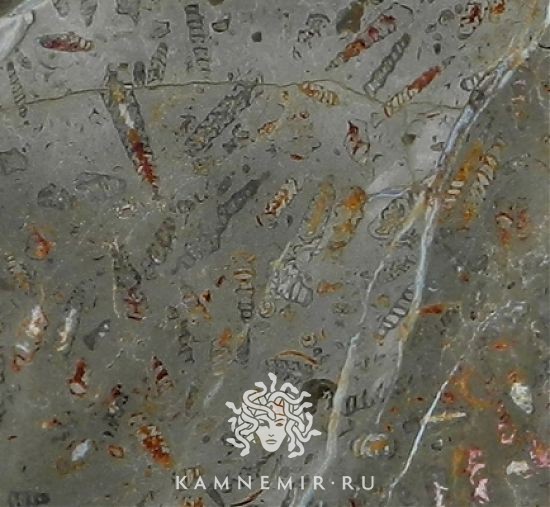 Jurassic Brown  - изображение 1