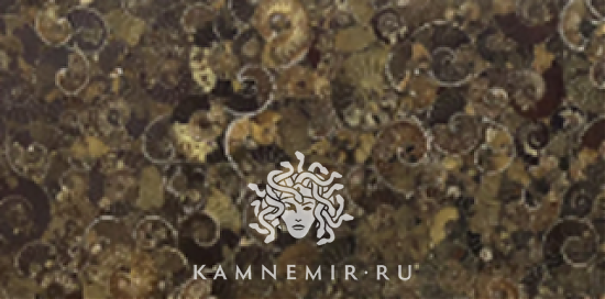 Ammonite