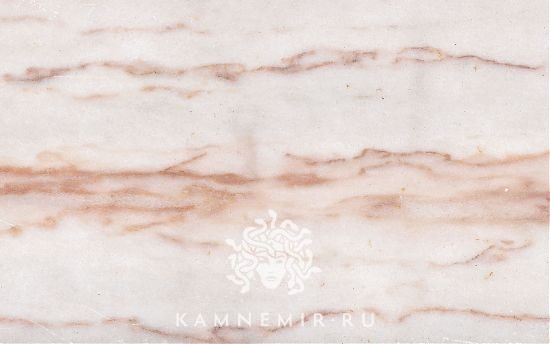 Rosa Aurora - изображение 1