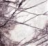 Milas Lilac - мини изображение 