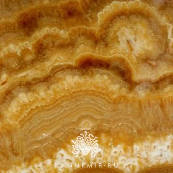 Onyx Tiger / Onyx Tigrato - изображение 2