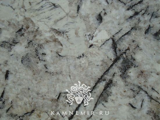 White Delicatus - изображение 3