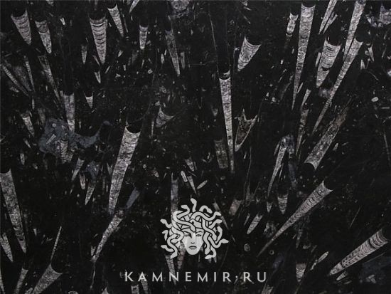 Black Fossil - изображение 1